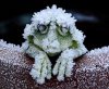 cold frog.jpg