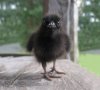 baby raven.jpg