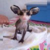 baby possum.jpg