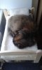 swcat.jpg swcat.jpg