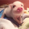 tinypiggie.png