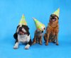 Happy-Birthday-Dog.jpg