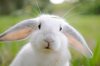 whiterabbit.jpg