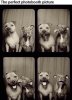 dog photobooth.jpg