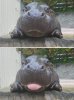 hippo.jpg