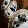 pandas.jpg