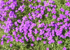 purple flowers.png