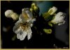 plum blossom 2.jpg