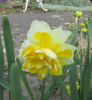 daff02.png