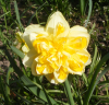 daff04.png