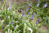 bluebells01.png