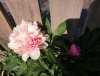 peony.jpg