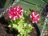 Striped Petunias 2015.jpg