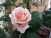 Rose bed2fg bathroomgrid 1.jpg Rose bed2fg bathroomgrid 1.jpg