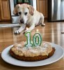 Dog-Cake-15.jpg