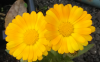 Calendula.png