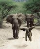 baby elephant2.jpg