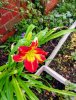 daylily.jpg daylily.jpg