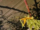 175l) Clematis 'Bill MacKenzie' yellow bell flower - Situ black recycling box base lg shed bed...jpg