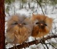 baby owls.jpg