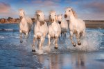 white horses.jpg