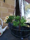 39b) Million bells - multi (1 of 2 plants) Celebration Karnavel Leidenschaft Blume - Situ hang...jpg