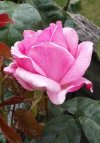 2l) Rose 'Queen Elizabeth' - a floribunda.jpg