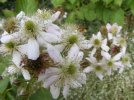 blackberry flowers.jpg