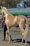 akhal-teke.jpg