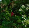 DSCN7148.jpg