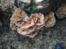 fungi on tree stump.jpg