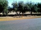 Country_Bus_Stop.jpg