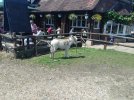 26Jun2019_Fighting_Cocks_New_Forest11.jpg