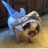 pigshark.png