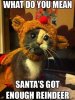 reindeercat.jpg