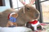 Christmas Capybara.jpg