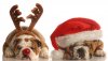 Christmas-puppies.jpg