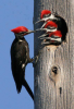 woodpecker.png