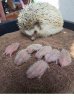 baby hedgehogs.jpg