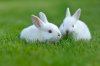 Two-White-Rabbits.jpg