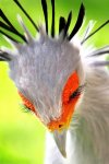 Secretarybird-Luyten.jpg