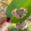 cute degu.jpg