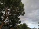 #81) EUCALYPTUS TREE Situ B7 behind smaller shed Acquired selfseeded back in day img2019.jpg