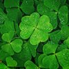 four-leaf-clovers-jpg.jpg