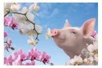 pig blossom02.jpg