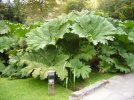 Gunnera_manicata3.JPG Gunnera_manicata3.JPG