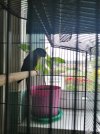 #243b) AVOCADO Situ 2023 now pink npp kitchen windowsill due to always windy on back path Tran...jpg