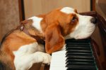 file-photo-dog-piano.jpg