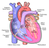 1200px-Diagram_of_the_human_heart_(cropped).svg.png