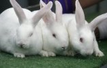 white rabbits.jpg